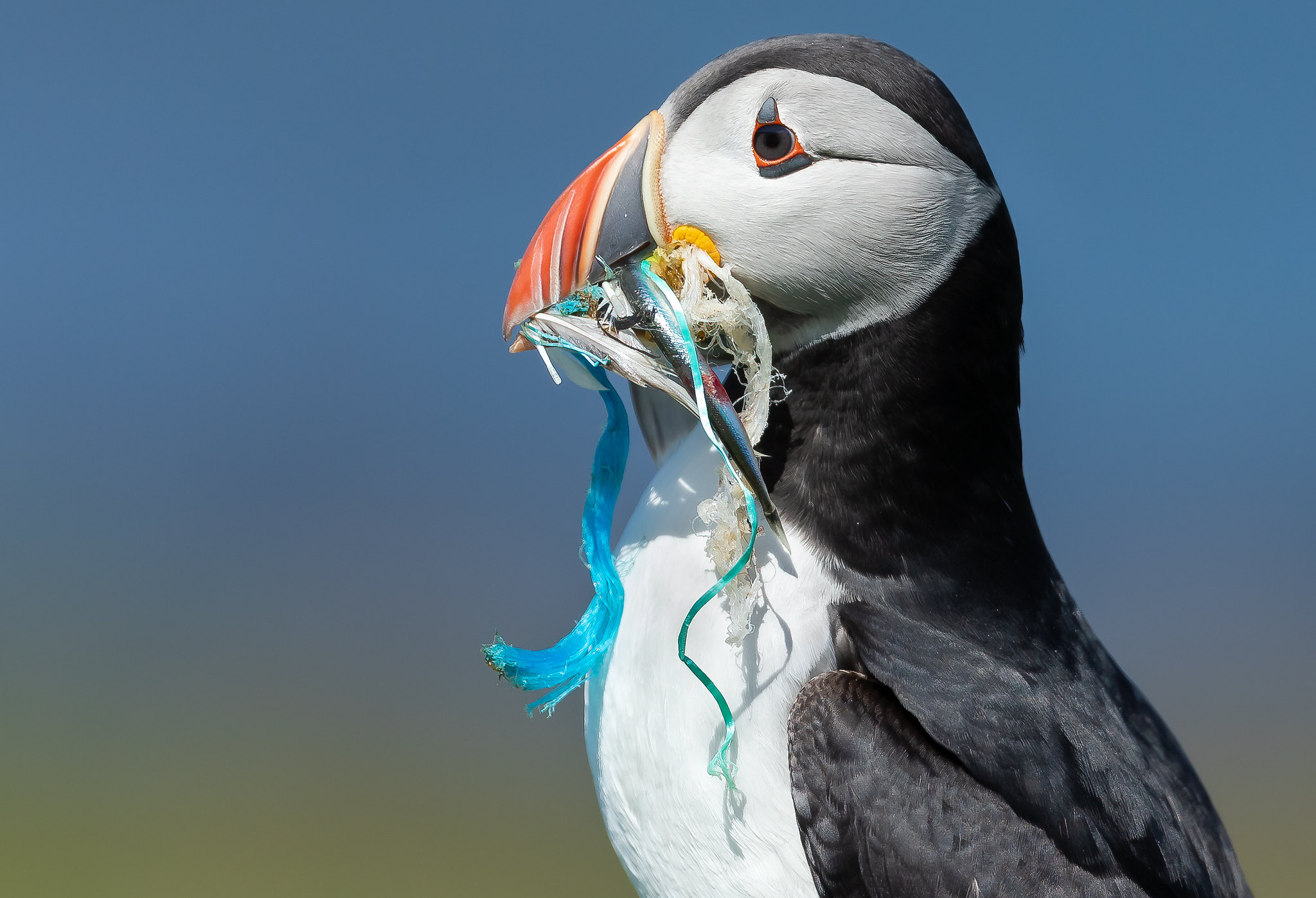 Third International Symposium on Plastic Pollution: the Atlantic and Arctic Oceans #AtlanticArcticPlastics2026